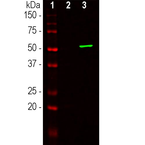 Western blot analysis of HEK293 cell lysates using Anti-Cas9 Antibody [6F7] (A85319), in green. The lanes contain samples of: <b>[1]</b> Protein standards, in red, <b>[2]</b> non-transfected cells, and <b>[3]</b> cells transfected with a GFP-CAS9 fusion construct, encoding the C-terminal (803-1053) amino acids of S. aureus CAS9. The strong band at about 53 kDa corresponds to the GFP-CAS9 fusion protein.