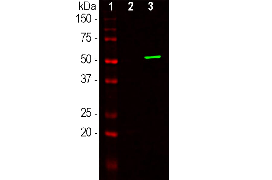 Western Blot - Anti-CRISPR-Cas9 Antibody [6F7] (A85319) - Antibodies.com