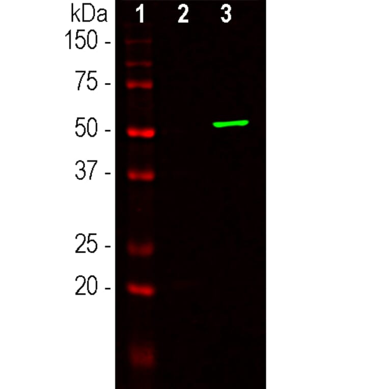 Western Blot - Anti-CRISPR-Cas9 Antibody [6F7] (A85319) - Antibodies.com