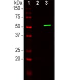Western Blot - Anti-CRISPR-Cas9 Antibody [6F7] (A85319) - Antibodies.com