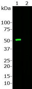 Western blot analysis of Anti-Cas9 from Staphylococcus Aureus Antibody (1:1,000). 1: HEK293 cells which overexpressed fusion protein containing GFP and c-terminus of Cas9 from S. aureus. 2: Non-transfected HEK293 cells. There is a strong clean band at about 53 kDa corresponding to GFP-Cas9 fusion protein, which is absent in non-transfected cells.