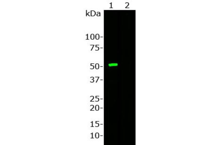 Western Blot - Anti-CRISPR-Cas9 Antibody [6F7] (A85319) - Antibodies.com