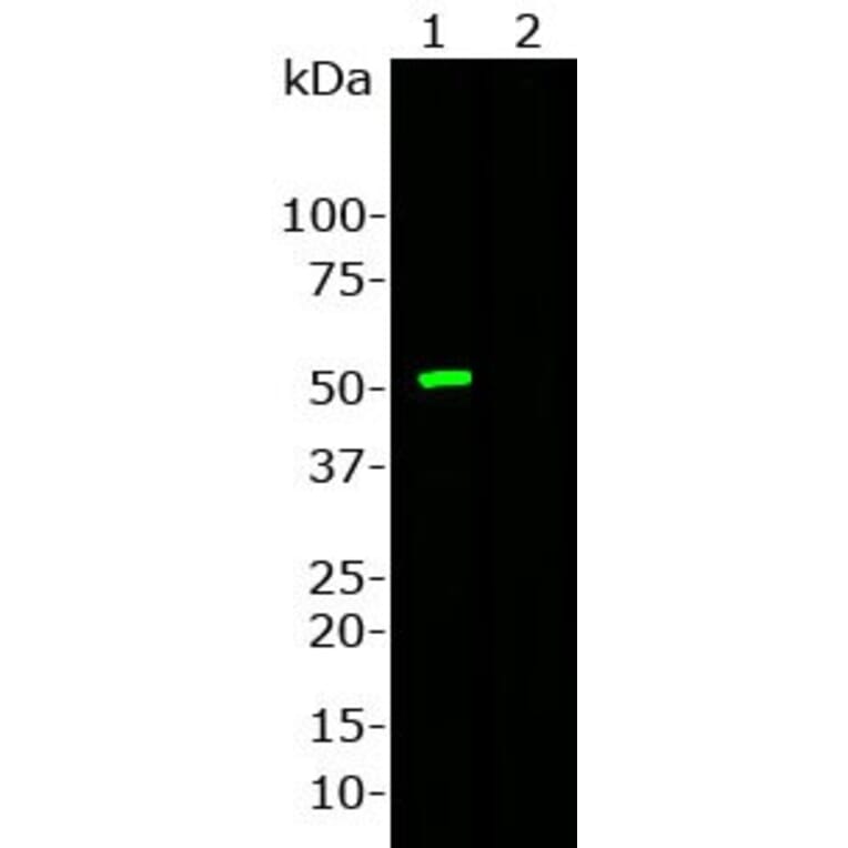 Western Blot - Anti-CRISPR-Cas9 Antibody [6F7] (A85319) - Antibodies.com