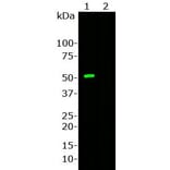 Western Blot - Anti-CRISPR-Cas9 Antibody [6F7] (A85319) - Antibodies.com