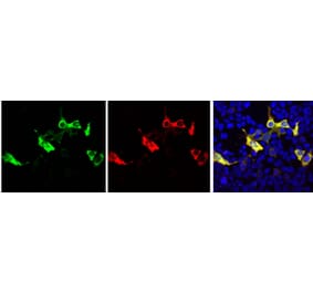 Immunofluorescence - Anti-Cas9 Antibody (A85320) - Antibodies.com