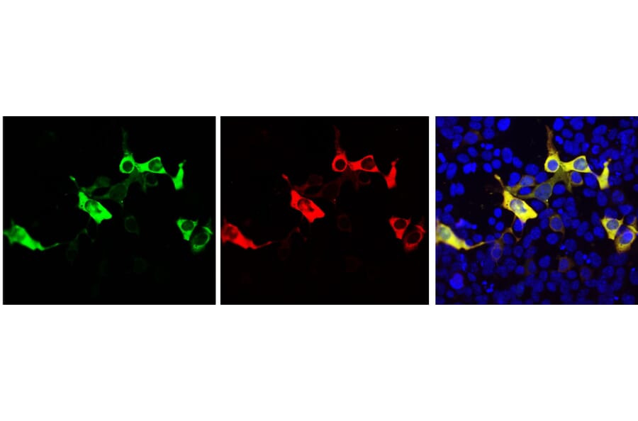 Immunofluorescence - Anti-CRISPR-Cas9 Antibody (A85320) - Antibodies.com