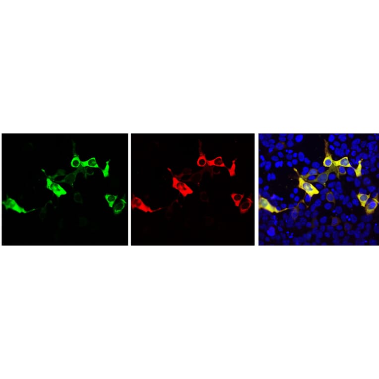 Immunofluorescence - Anti-CRISPR-Cas9 Antibody (A85320) - Antibodies.com