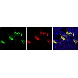 Immunofluorescence - Anti-CRISPR-Cas9 Antibody (A85320) - Antibodies.com