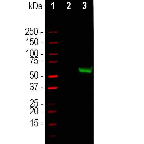 Western blot analysis of HEK293 cell lysates using Anti-Cas9 Antibody (A85320), in green. The lanes contain samples of: <b>[1]</b> Protein standards, in red, <b>[2]</b> non-transfected cells, and <b>[3]</b> cells transfected with a GFP-CAS9 fusion construct, encoding the C-terminal (803-1053) amino acids of S. aureus CAS9. The band at about 53 kDa corresponds to the GFP-CAS9 fusion protein.