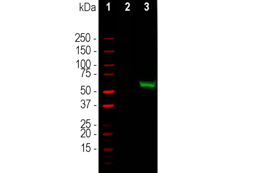 Western Blot - Anti-CRISPR-Cas9 Antibody (A85320) - Antibodies.com