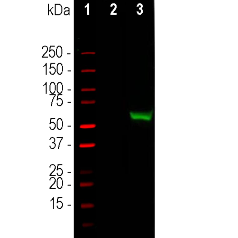 Western Blot - Anti-CRISPR-Cas9 Antibody (A85320) - Antibodies.com