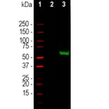 Western Blot - Anti-CRISPR-Cas9 Antibody (A85320) - Antibodies.com