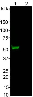 Western blot analysis of Anti-Cas9 from Staphylococcus Aureus Antibody (1:1,000). 1: HEK293 cells overexpressing a fusion protein containing GFP and the C-terminus of Cas9 from S. aureus. 2: Non-transfected HEK293 cells. The band at about 53 kDa corresponds to GFP-Cas9 fusion protein and it is absent from non-transfected cells.