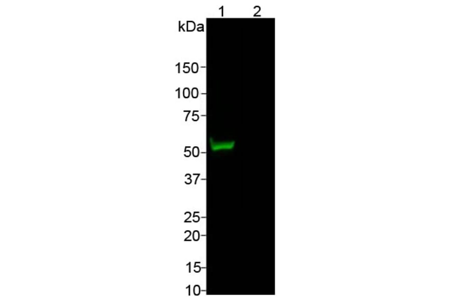 Western Blot - Anti-CRISPR-Cas9 Antibody (A85320) - Antibodies.com