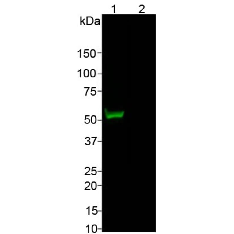 Western Blot - Anti-CRISPR-Cas9 Antibody (A85320) - Antibodies.com