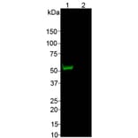 Western Blot - Anti-CRISPR-Cas9 Antibody (A85320) - Antibodies.com