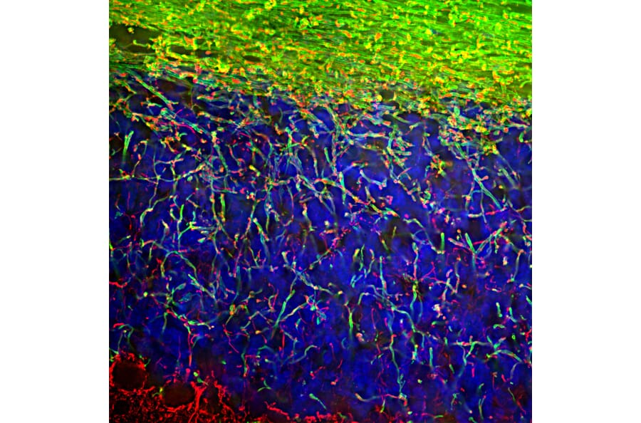 Immunofluorescence - Anti-Myelin Basic Protein Antibody (A85321) - Antibodies.com