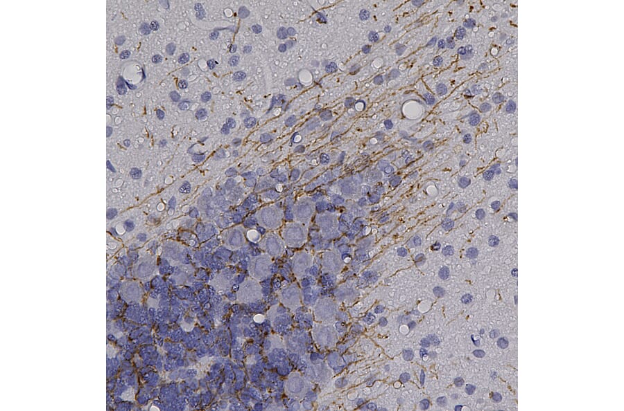 Immunohistochemistry - Anti-Myelin Basic Protein Antibody (A85321) - Antibodies.com