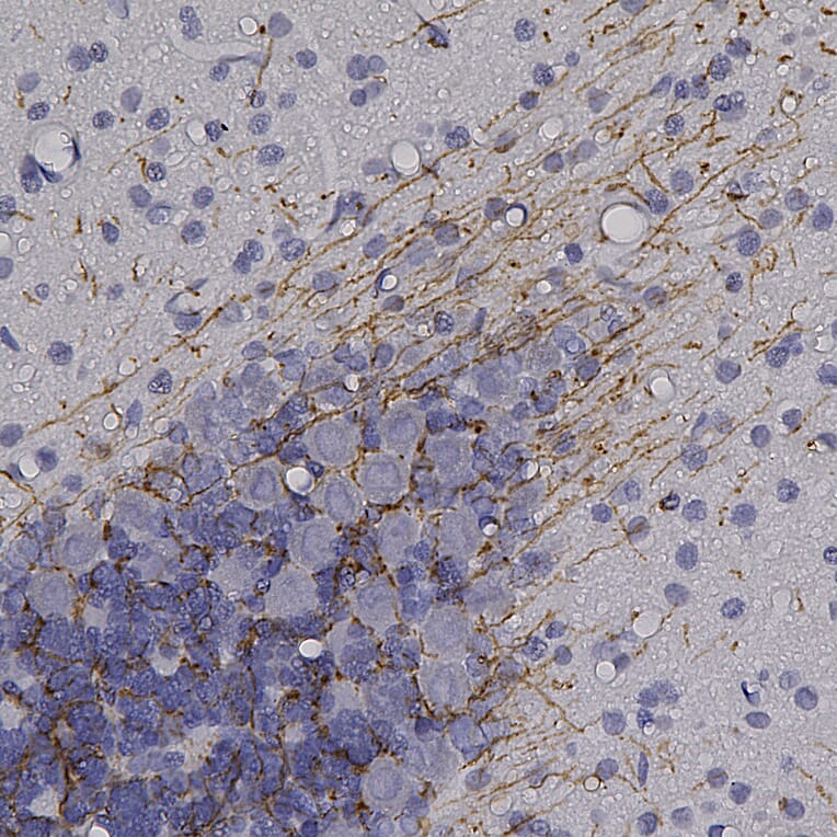 Immunohistochemistry - Anti-Myelin Basic Protein Antibody (A85321) - Antibodies.com
