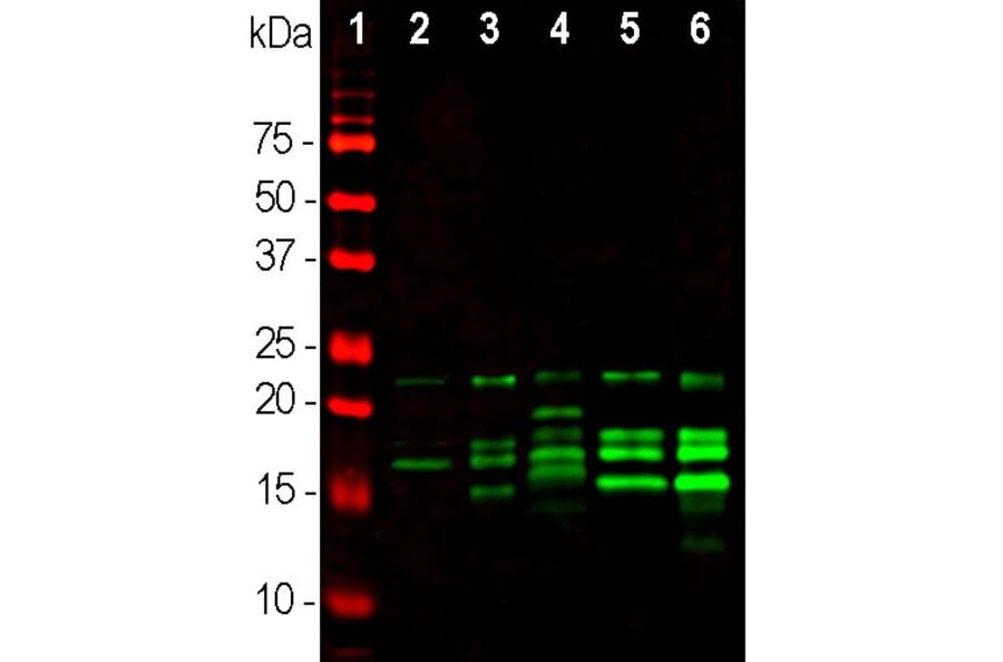 Western Blot - Anti-Myelin Basic Protein Antibody (A85321) - Antibodies.com
