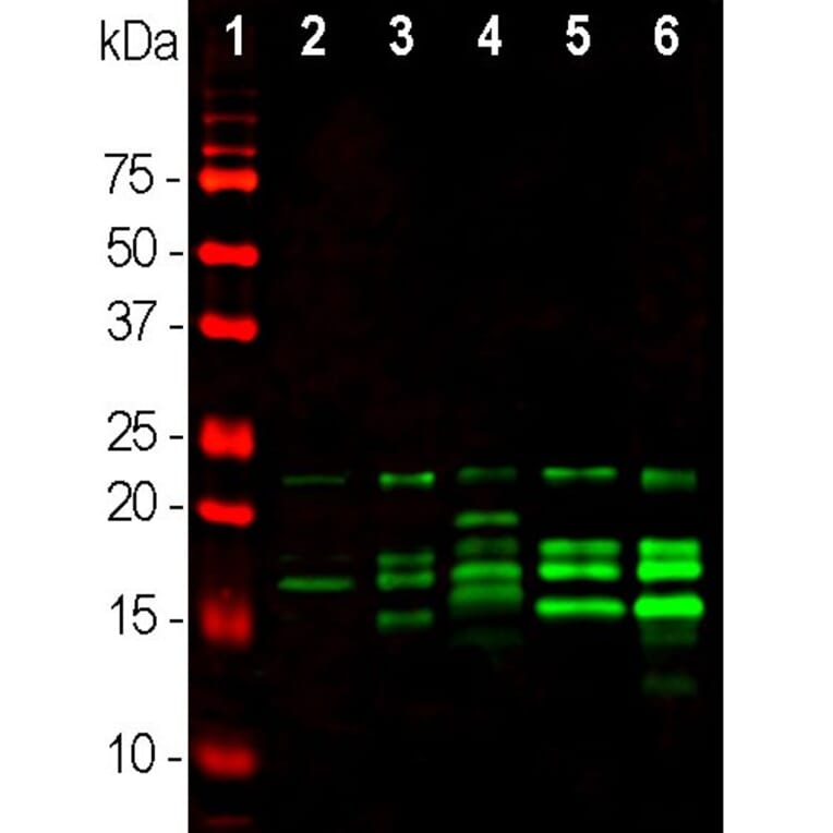 Western Blot - Anti-Myelin Basic Protein Antibody (A85321) - Antibodies.com