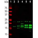 Western Blot - Anti-Myelin Basic Protein Antibody (A85321) - Antibodies.com