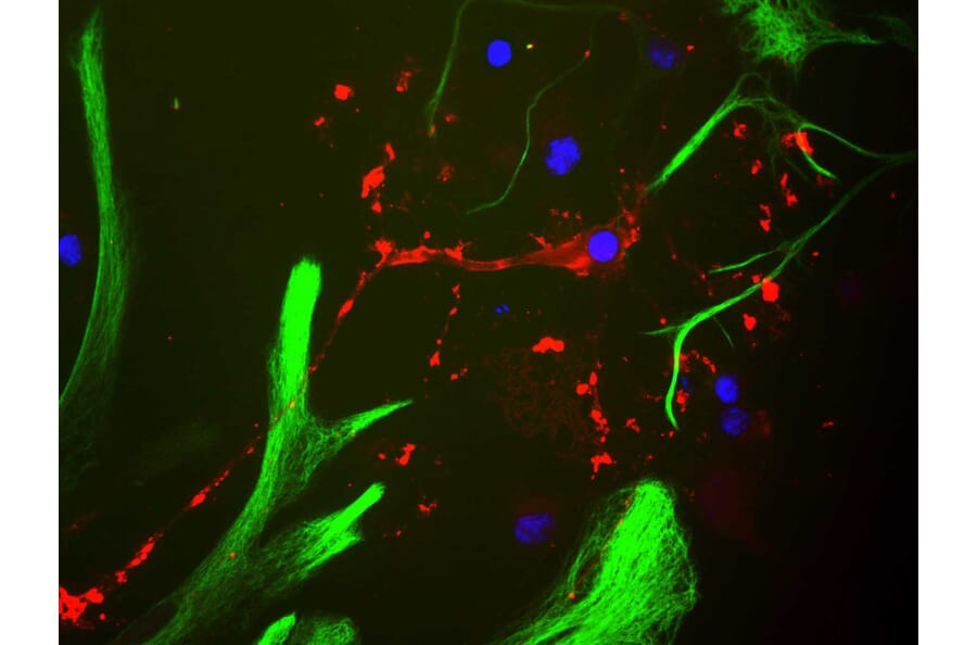 Immunofluorescence - Anti-Myelin Basic Protein Antibody (A85321) - Antibodies.com