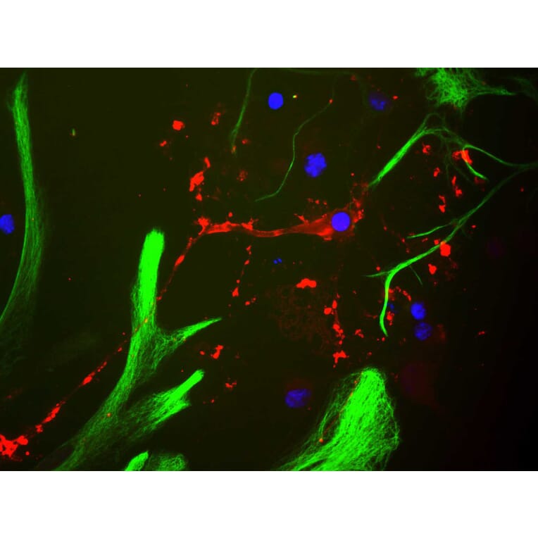 Immunofluorescence - Anti-Myelin Basic Protein Antibody (A85321) - Antibodies.com