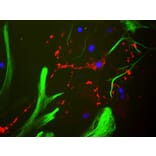 Immunofluorescence - Anti-Myelin Basic Protein Antibody (A85321) - Antibodies.com