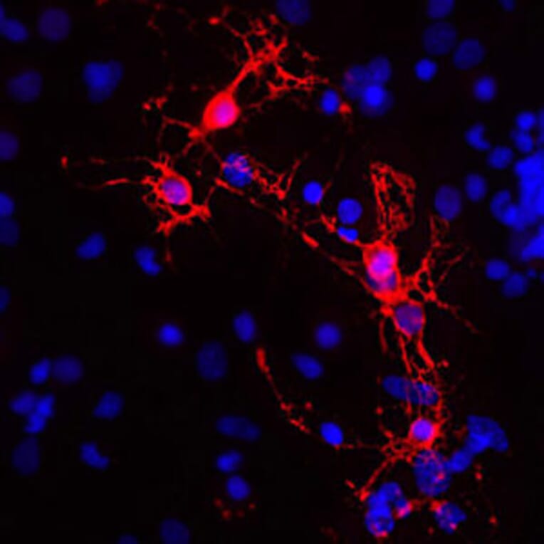 Immunofluorescence - Anti-Myelin Basic Protein Antibody (A85321) - Antibodies.com