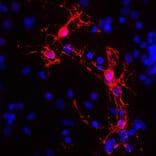 Immunofluorescence - Anti-Myelin Basic Protein Antibody (A85321) - Antibodies.com