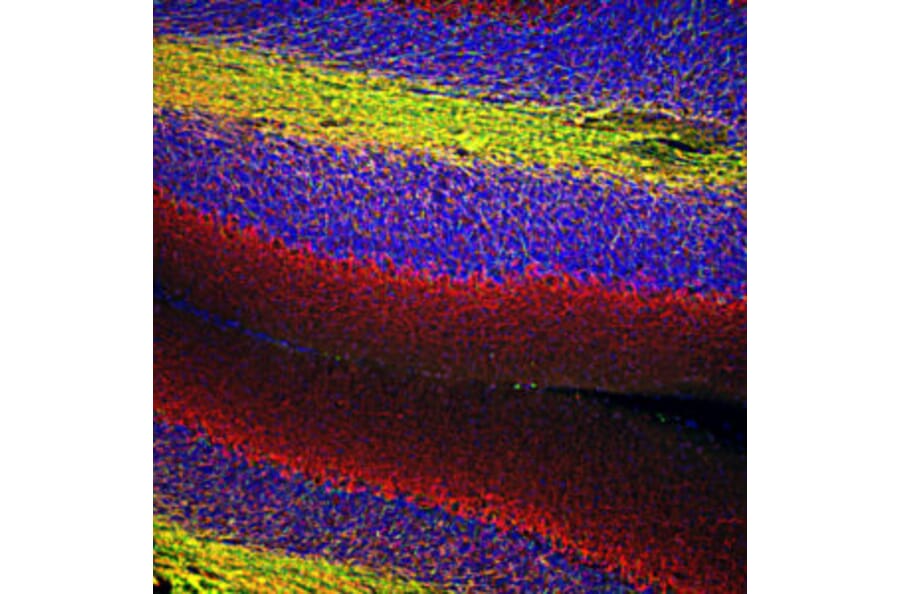 Immunofluorescence - Anti-Myelin Basic Protein Antibody (A85321) - Antibodies.com