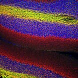 Immunofluorescence - Anti-Myelin Basic Protein Antibody (A85321) - Antibodies.com