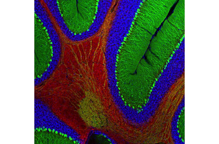 Immunofluorescence - Anti-Myelin Basic Protein Antibody (A85321) - Antibodies.com