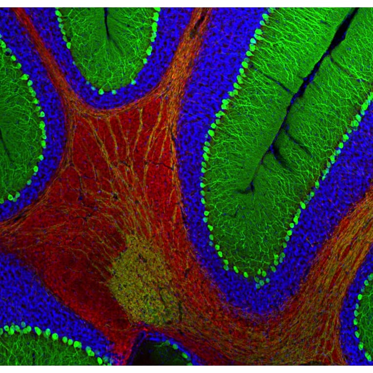 Immunofluorescence - Anti-Myelin Basic Protein Antibody (A85321) - Antibodies.com