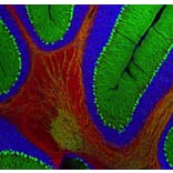 Immunofluorescence - Anti-Myelin Basic Protein Antibody (A85321) - Antibodies.com