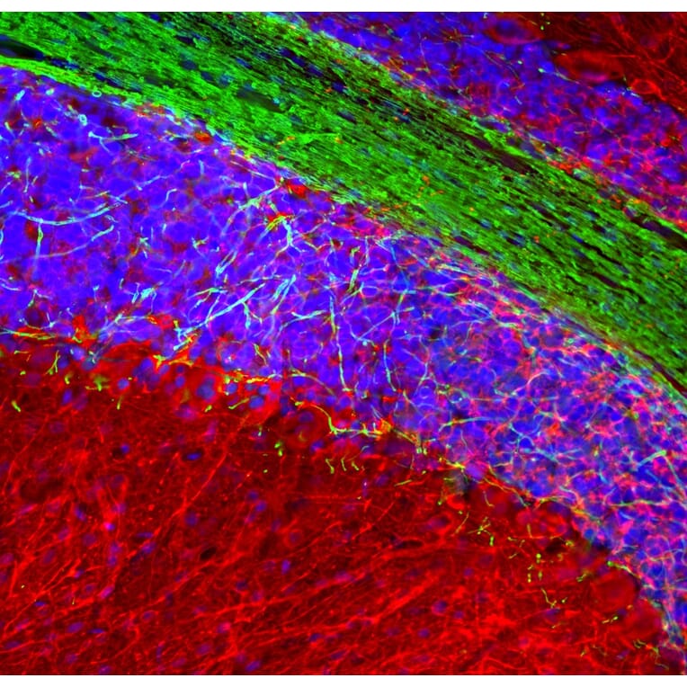 Immunofluorescence - Anti-Myelin Basic Protein Antibody (A85321) - Antibodies.com
