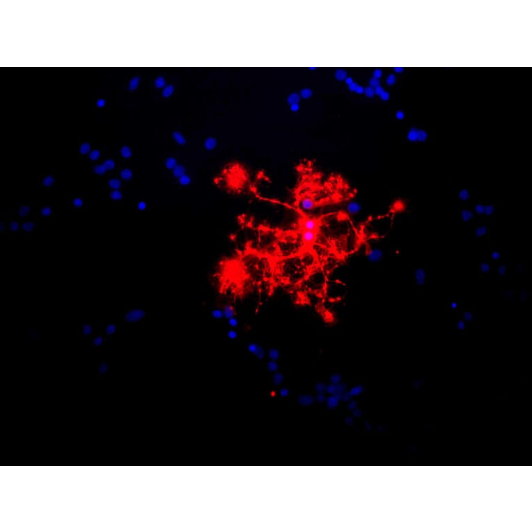 Immunofluorescence - Anti-MBP Antibody (A85322) - Antibodies.com