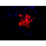 Immunofluorescence - Anti-MBP Antibody (A85322) - Antibodies.com