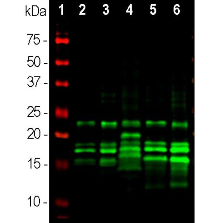 Western Blot - Anti-MBP Antibody (A85322) - Antibodies.com