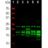 Western Blot - Anti-MBP Antibody (A85322) - Antibodies.com