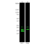 Western Blot - Anti-MBP Antibody (A85322) - Antibodies.com