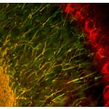 Immunofluorescence - Anti-Myelin Basic Protein Antibody [7G7] (A85322) - Antibodies.com