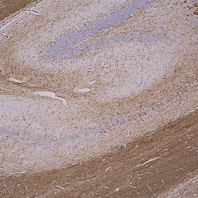 Immunohistochemistry - Anti-Myelin Basic Protein Antibody [7G7] (A85322) - Antibodies.com