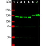 Western Blot - Anti-NF-M Antibody (A85323) - Antibodies.com