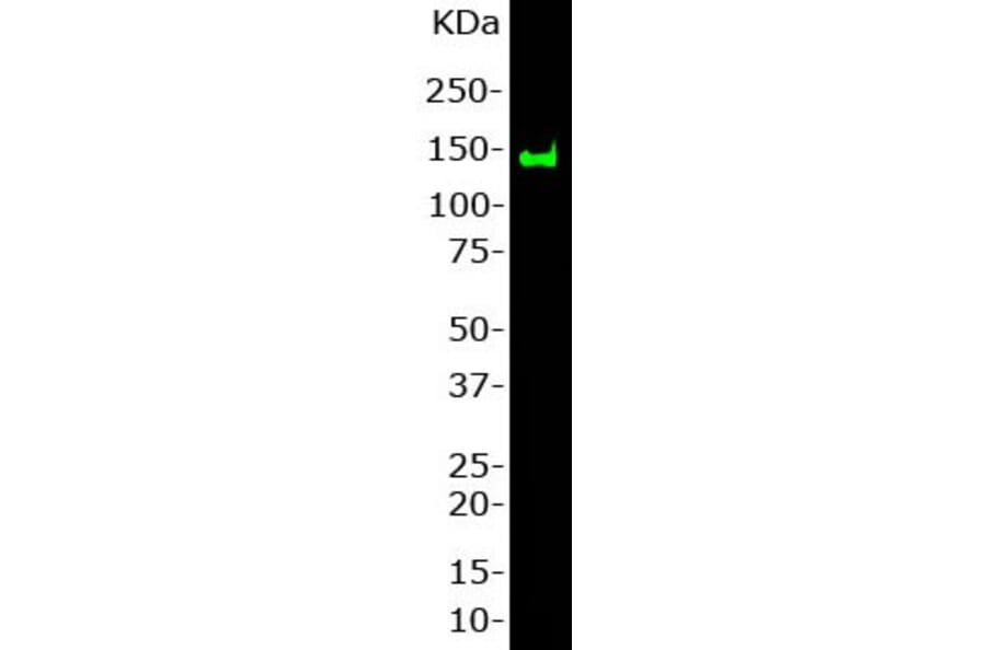 Western Blot - Anti-NF-M Antibody (A85323) - Antibodies.com