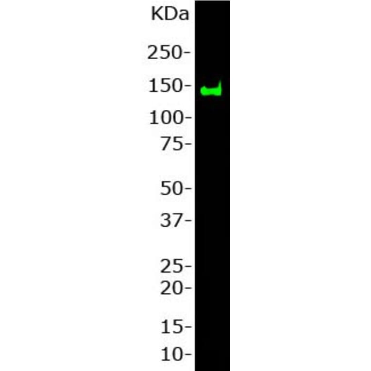 Western Blot - Anti-NF-M Antibody (A85323) - Antibodies.com