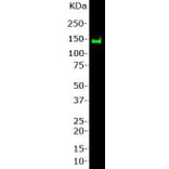 Western Blot - Anti-NF-M Antibody (A85323) - Antibodies.com