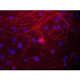 Immunofluorescence - Anti-NF-M Antibody (A85324) - Antibodies.com