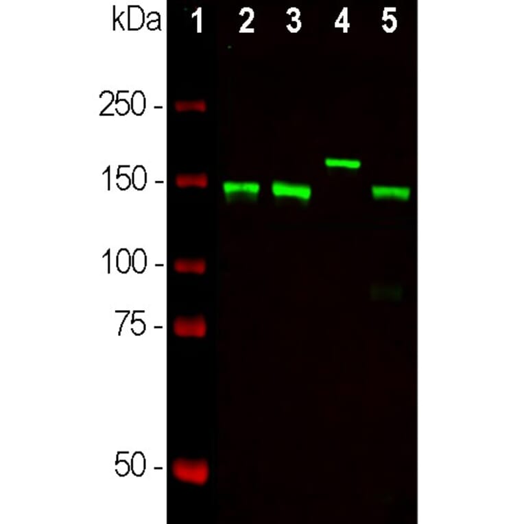 Western Blot - Anti-NF-M Antibody [3H11] (A85325) - Antibodies.com